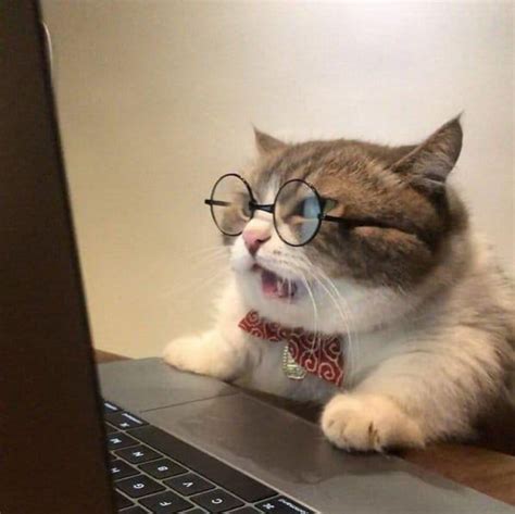 cat with glasses at computer.